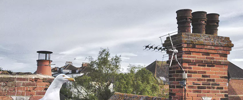 Chimney Cleaning And Restoration in Brooklyn Park, Maryland
